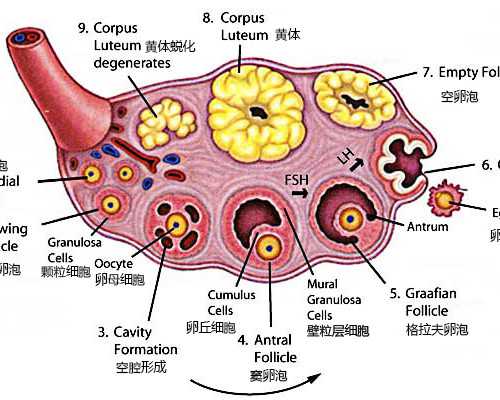 广州有多少家供卵机构,广州卵子库供卵费用清单?_有没有代生