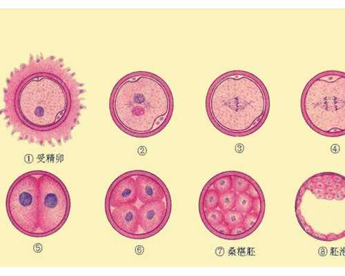 广州试管婴儿代怀,第三代试管婴儿价位，这钱花得值吗？_自然周期移植完之后