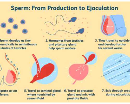 广州知名代怀价格表 广州市第二人民医院 ‘19周的彩超看男女’