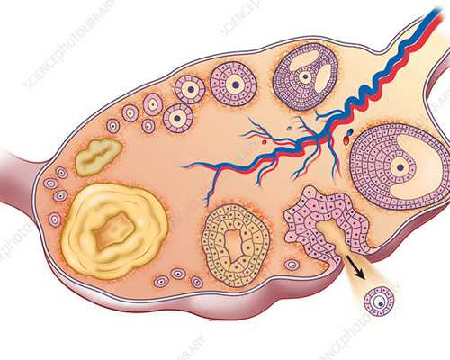 广州金贝供卵多少钱,广州有提供供卵服务的医院-代怀试管婴儿